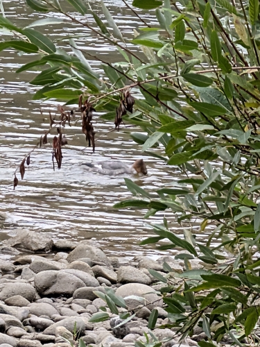 Common Merganser