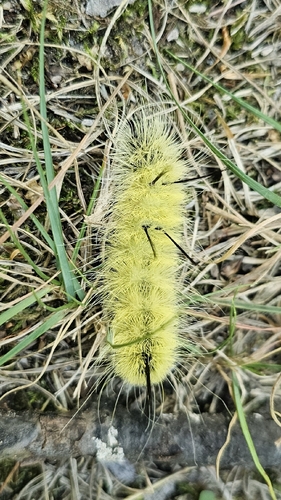 American Dagger