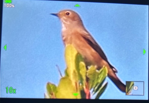 Common Redstart