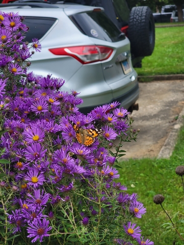 Painted Lady