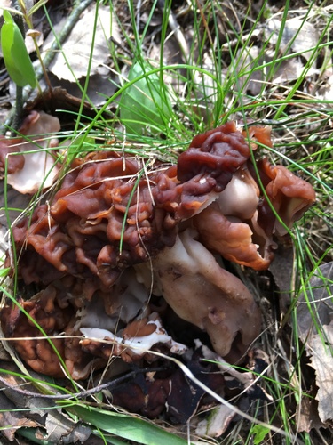 False Morel