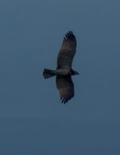 Short-toed Snake-Eagle