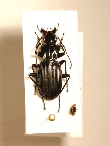 Pterostichus impressicollis