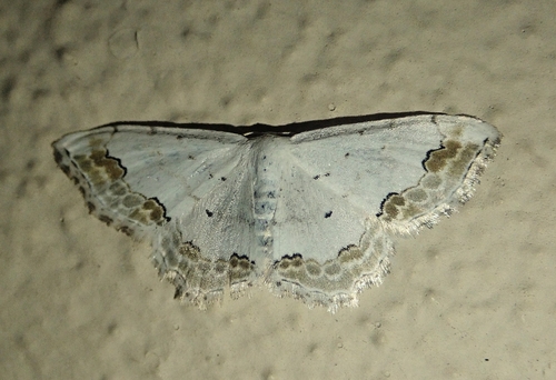 Lace Border