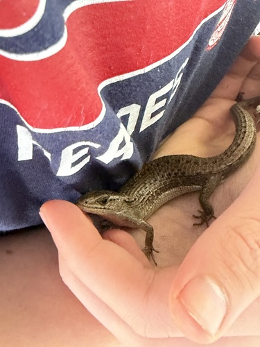 Northern Alligator Lizard