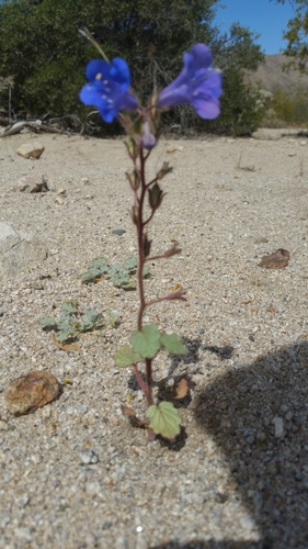 Desert Blue Bells