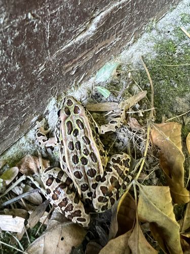 Northern Leopard Frog