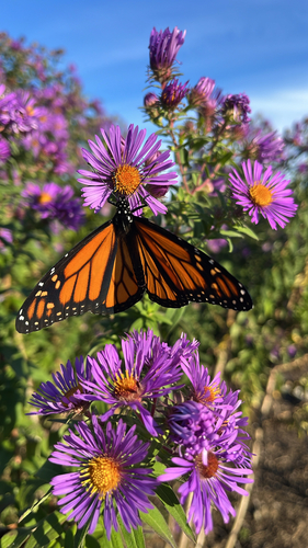 Monarch