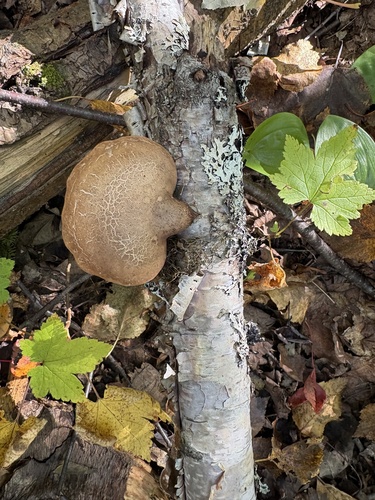 birch polypore