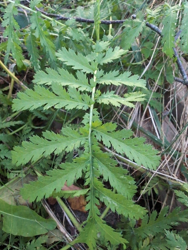 tansy