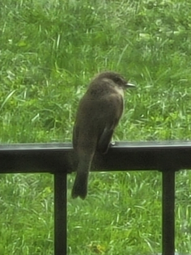 Eastern Phoebe