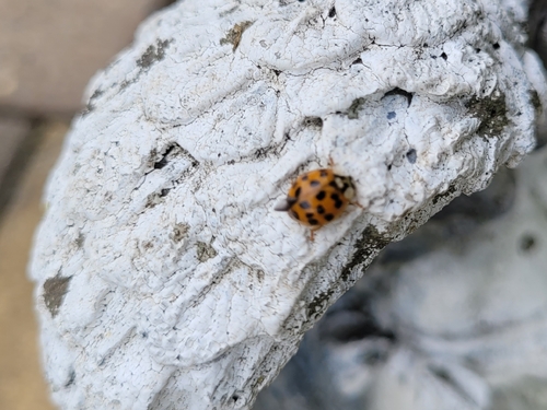 Asian Lady Beetle