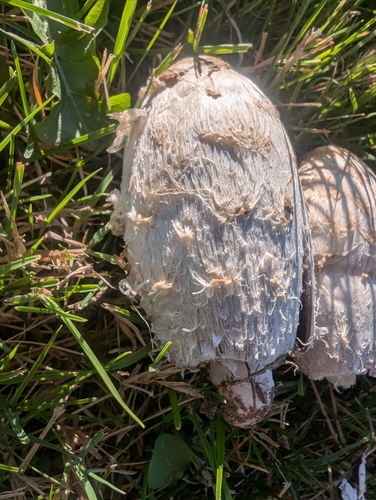 Shaggy Mane