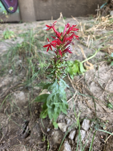 cardinal flower