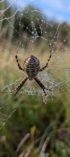 Wasp Spider