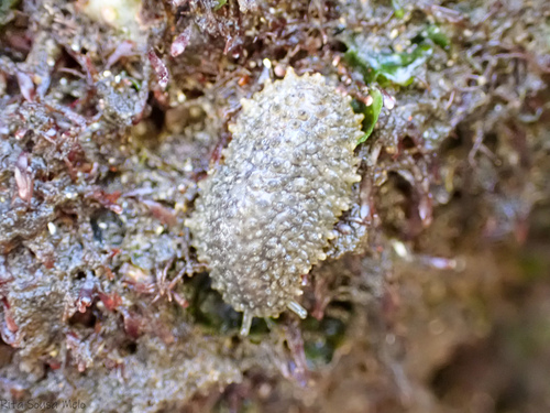 Celtic Sea Slug
