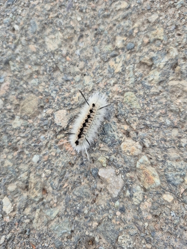 Hickory Tussock Moth