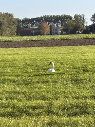 Mute Swan