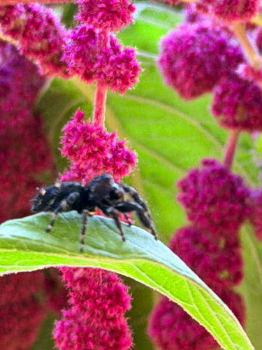 Bold Jumping Spider