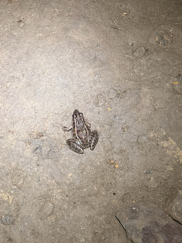 Pickerel Frog