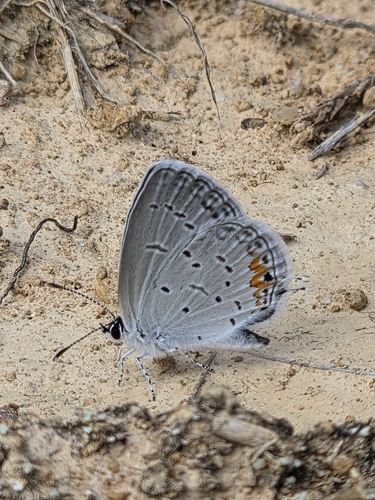 Eastern Tailed-Blue
