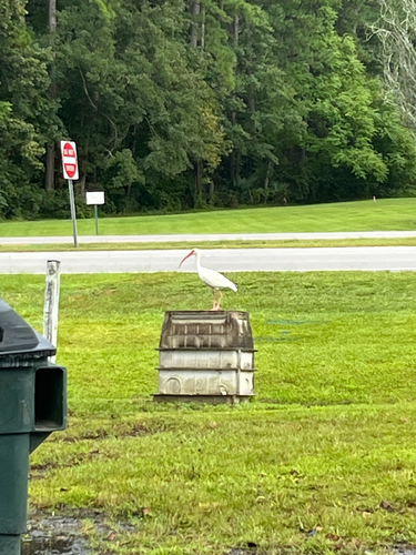 White Ibis
