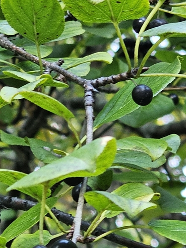 common buckthorn