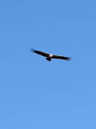 Eurasian Griffon