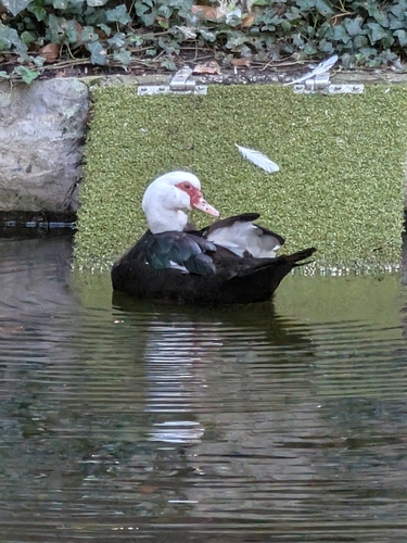Domestic Muscovy Duck