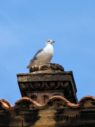Yellow-legged Gull