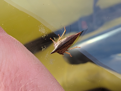Locust Treehopper