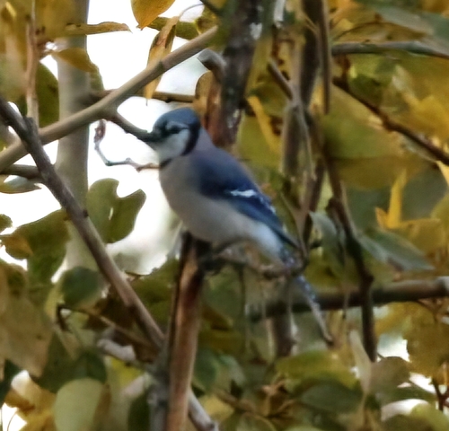 Blue Jay