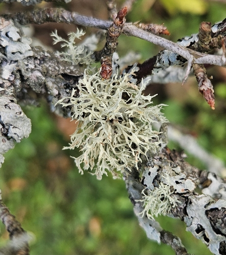 Sinewed Bushy Lichen