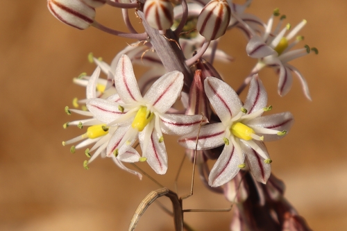 sea squill