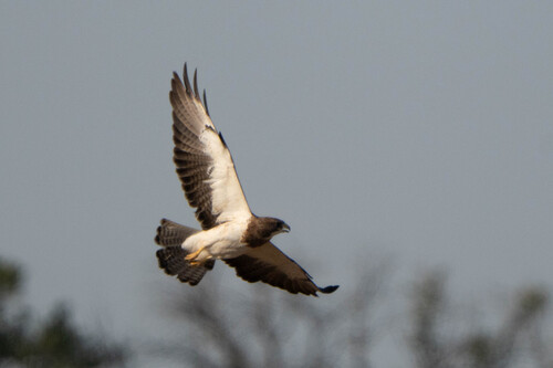 Swainson's Hawk