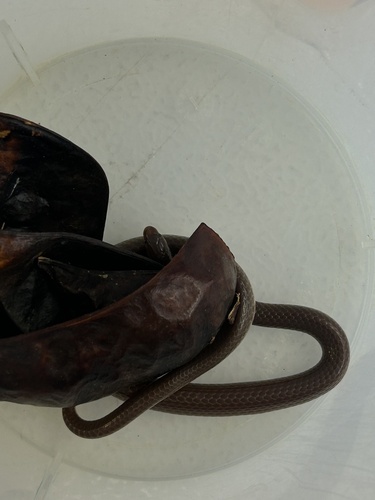 Common Wormsnake