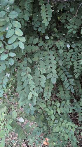 black locust