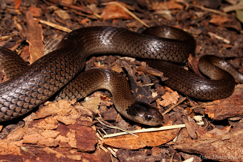 Grey Snake (Hemiaspis damelii), Grey Snake (Hemiaspis damel…