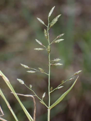 Little Lovegrass