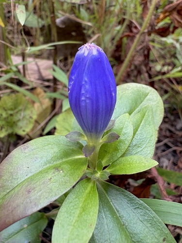 closed bottle gentian