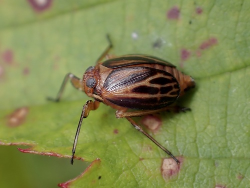 Black Leaf-leg