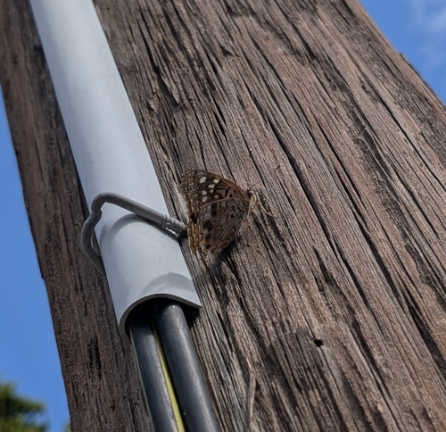 Hackberry Emperor