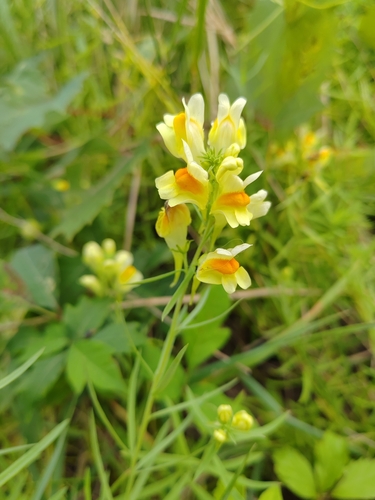 common toadflax