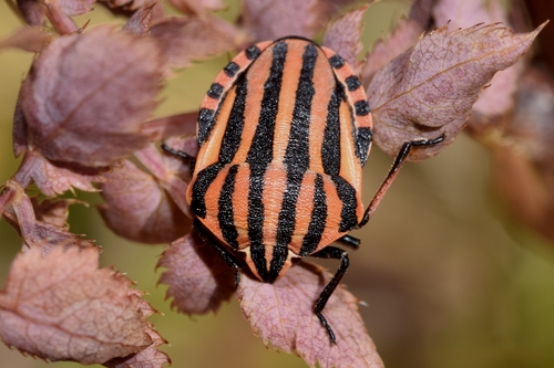 Continental Striped Shield Bug