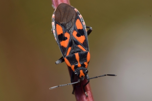 Spilostethus saxatilis