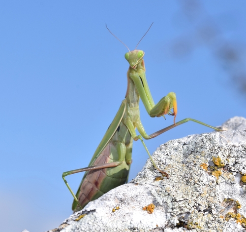 European Mantis
