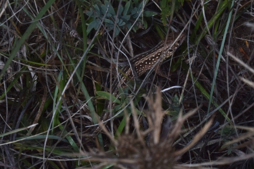 Sand Lizard