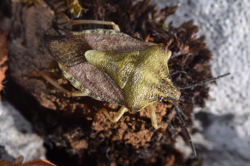 Black-shouldered Shieldbug