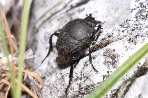 Sisyphus schaefferi
