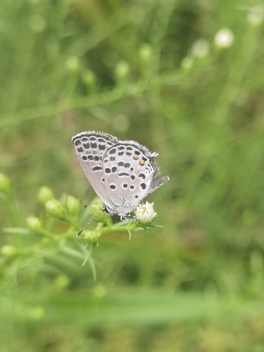 Tongeia filicaudis
